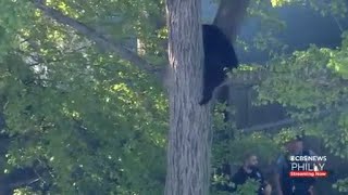 Black Bear Gets Stuck In Tree In Northern New Jersey