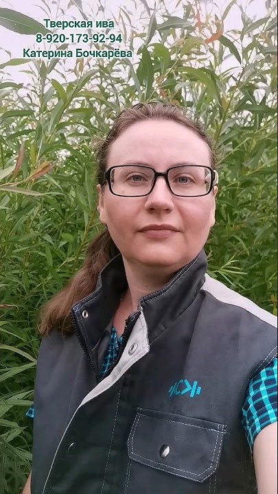 🌿Ива для плетения живых деревьев F123 Britzensis сорт ивы из ...