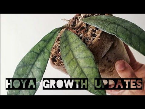 Video: Hoya Berdaging Atau Berlendir Ivy