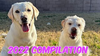 2022 COMPILATION! by Life with Labrador Lucy 21,536 views 1 year ago 14 minutes, 41 seconds