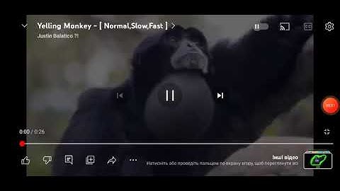 Yelling Monkey [ Normal, Fast,  Slow, Reversed ]