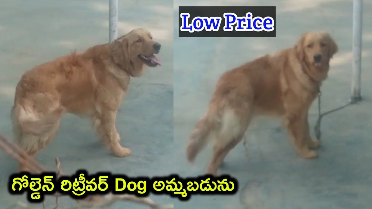 top quality Golden Retriever Dog for sale in telugu/ sold out /aj pets