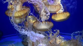 Sea Jellies (Jellyfish) at the Aquarium of the Pacific in Long Beach, California