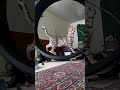 One fast cat wheel. Cheetoh cats. の動画、YouTube動画。