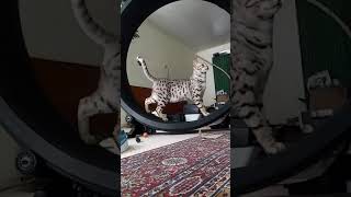 One fast cat wheel. Cheetoh cats.