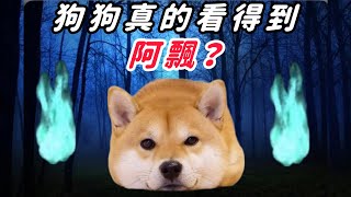 「吹狗螺」很多人說，因為狗狗看見不乾淨的東西？｜柴犬柚醬 醬拔頻道｜ by 柴犬柚醬 醬拔頻道 917 views 1 year ago 6 minutes, 57 seconds