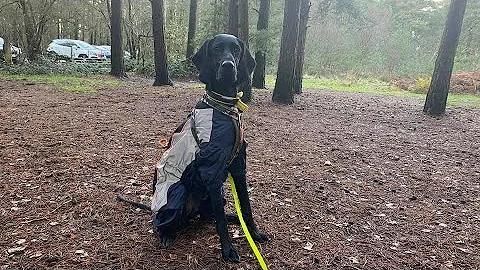 Rosie the Pointer x Setter - 3 Weeks Residential D...