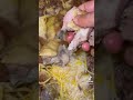 يجوعني ي بكيني