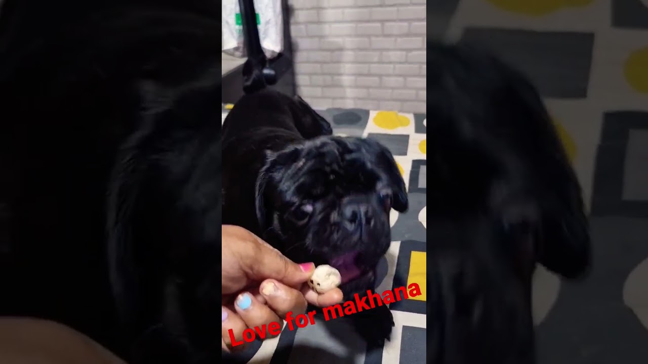 Pug training Jimmy's makhana