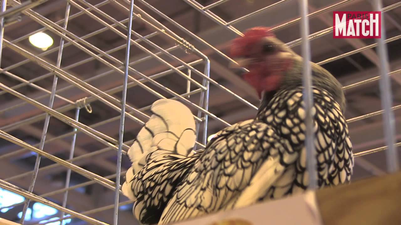 Portraits de poules - Jean-Claude Périquet - Livres - du Nord
