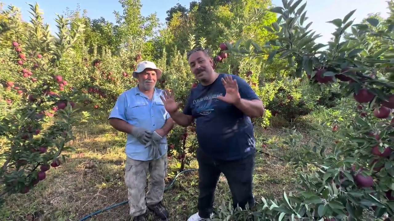 Elma kömür rengini aldı 