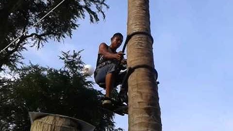 Anyone can climb coconut tree for the first time