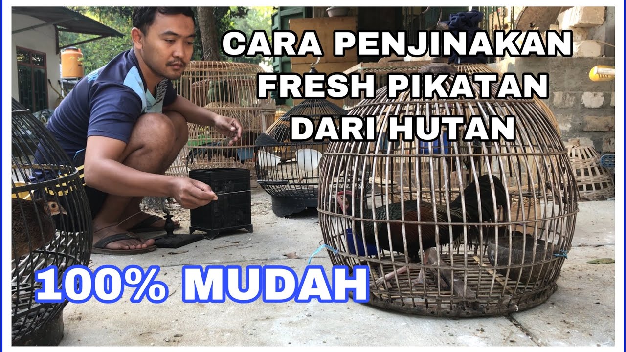 CARA MENJINAKAN AYAM HUTAN HIJAU || GREEN JUNGLE FOWL || GALLUS VARIUS