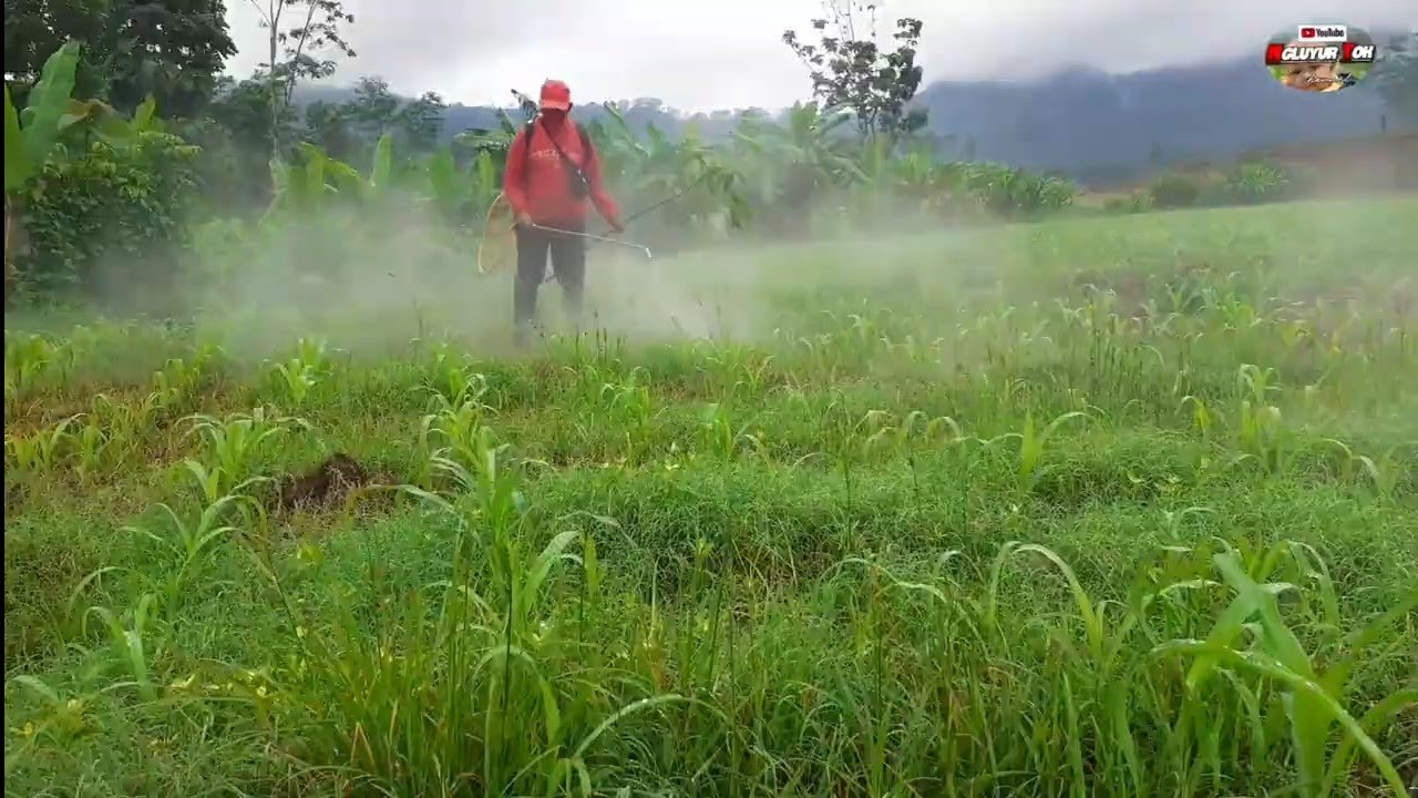 Basmi Rumput Di Usia Jagung 14-25 Hari,Pasti Aman Pakai Obat Ini