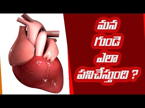 working of heart in telugu గుండె ఎలా పని చేస్తుంది ?  Eduscope science videos #Heart