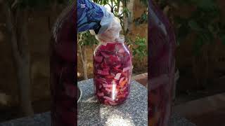 Secrets to the success and failure of turnips! Why do they turn black? Why do they stay soft and ... screenshot 4