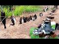"Ancient Bird Hunting Techniques and Traditional Trapping"