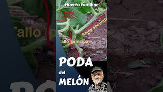 PODA DEL MELÓN 1 PASO #short, #shortsyoutube, #melon