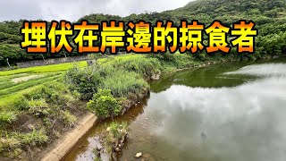 埋伏在岸邊的掠食者