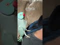 Goodness Parrot