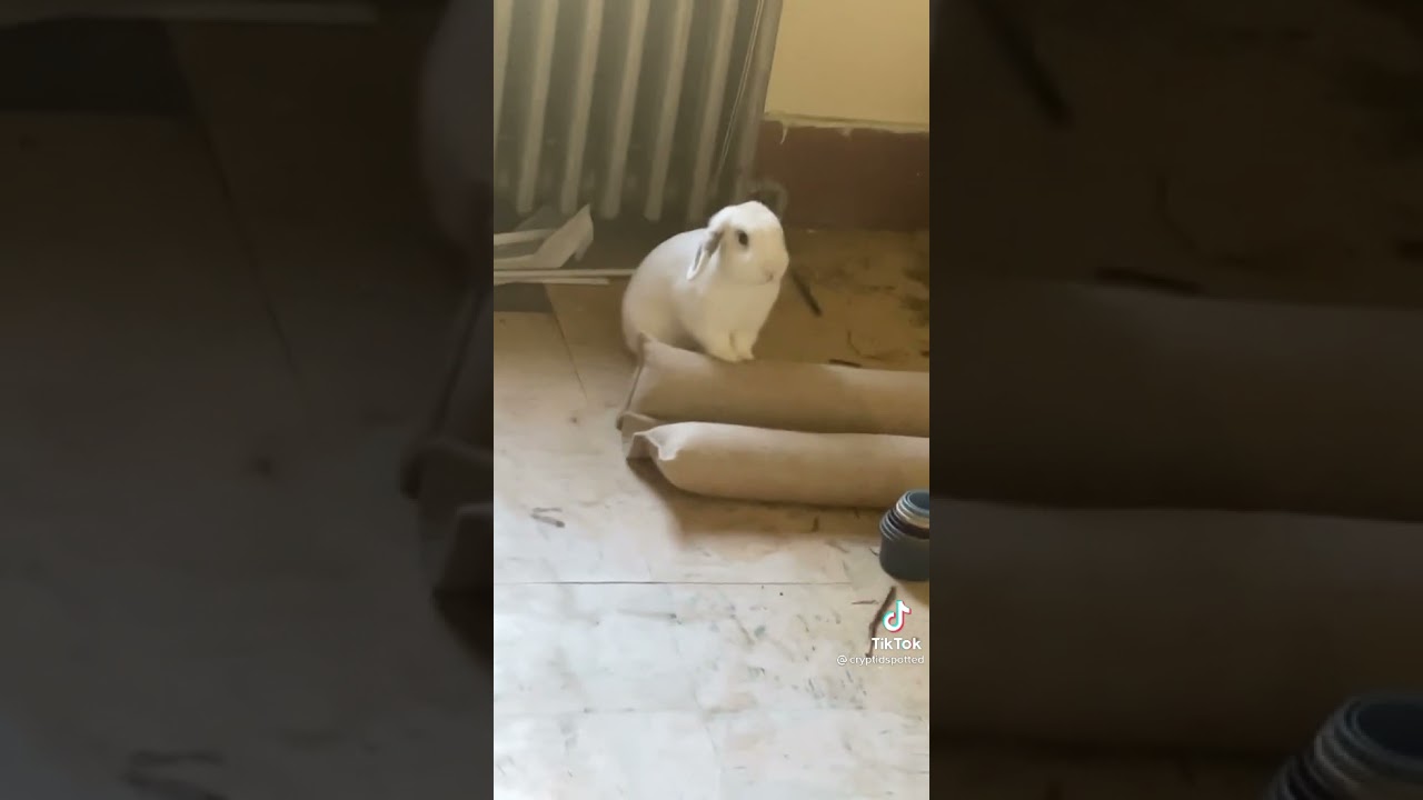 Ludwig the Bunny throws tantrum