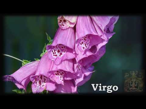 Video: Plantas Según El Signo Del Zodíaco. Parte 3