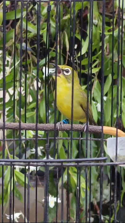 Pleci Dakun Banyuwangi nafas panjang jos mantap full materi #pleci #kicaumania #plecigacorfullisian