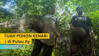 TUAH POHON KENARI | di Pulau Ay