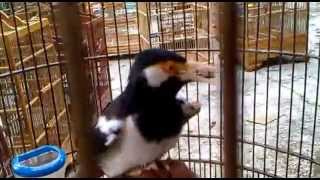 Suara jalak suren ngamuk1]