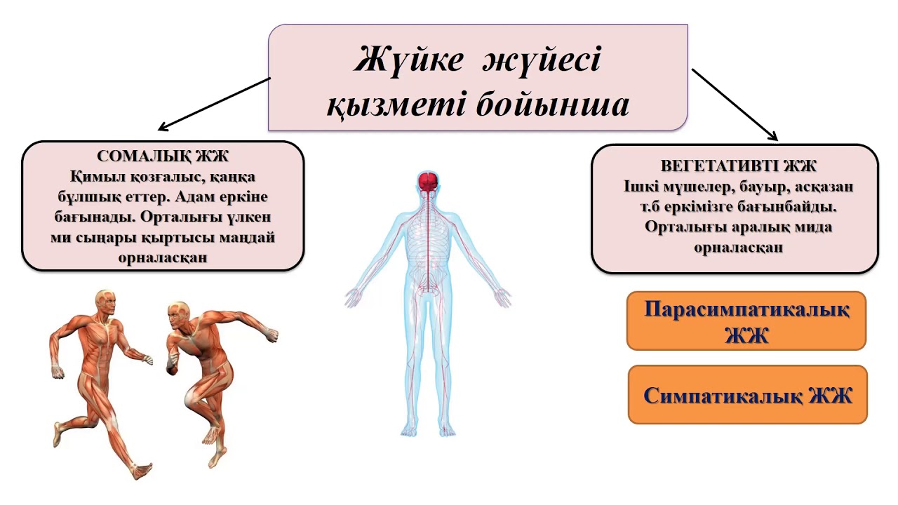 Ішкі мүшелер жұмысының жүйкелік реттелуі. Жүйке жүйесі презентация. Ішкі мүшелер жұмысының жүйкелік реттелуі 7 класс презентация. Жүйке жүйесі дегеніміз не. Жүйке жүйесі перевод.