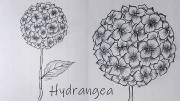 How to Draw Hydrangea Flower | Sinoun Drawing