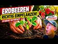 🍓 FAST niemand pflanzt Erdbeeren richtig ein… DAS ist der Fehler! 😳