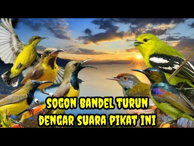 suara pikat sogok ontong sogon betina birahi prenjak bawah dan sirtu ngeker ampuh pikat burung a46 class=