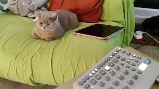 British shorthair cat relaxing to ambient on the Elektron Model:Cycles screenshot 3