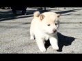 柴犬子犬白柴雌ID:1037 2011.01.31生まれ 2011.03.05撮影 柴犬.net