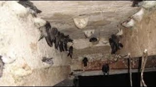 Suara Panggil Walet Cepat Terbaik P01