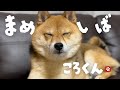 豆しばころくんにプレゼントが届きました【犬のいる暮らし】