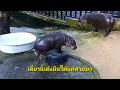 เดี๋ยวนี้เด้งยืนได้แค่สามขา06/09/25