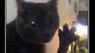 Earning Dabloons Dabloon Bank Count