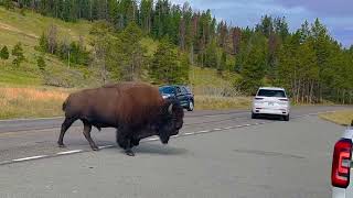 Bison Encounter in Yellowstone National Park