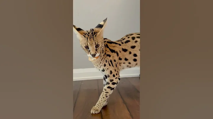 Watch the video about Busted 😹 #servalcats#cat#funnycatvideos#theif#catshorts#funny#bigcats#catproblems#sillycat#serval