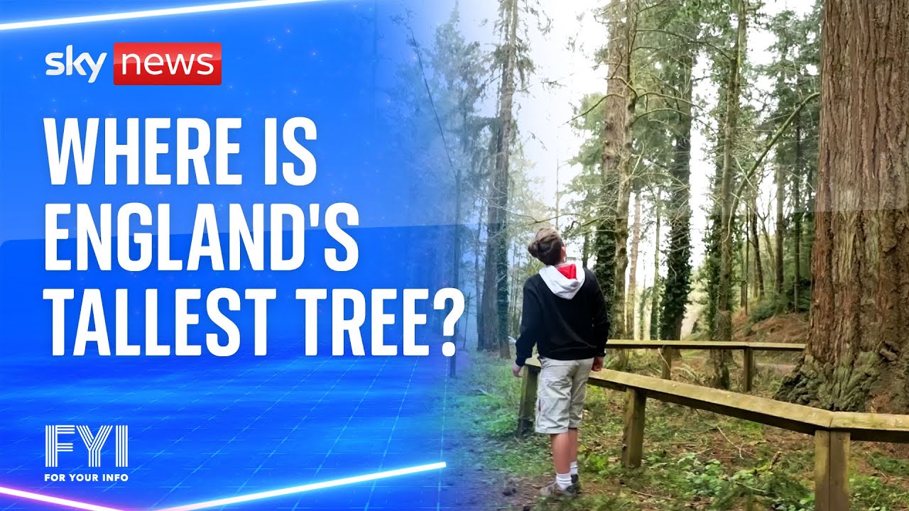 FYI: Where is England's tallest tree?