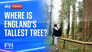 FYI: Where is England's tallest tree?
