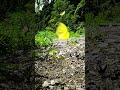 蝶舞20 #zeenweb #zeen_chen #親子行山 #drone #travel #旅行 #蝴蝶 #埔里鎮 #蜈蚣里 #板仔寮 #butterfly #beautiful