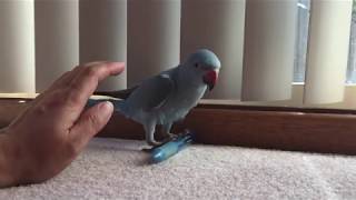 what to do with bird bluffing?