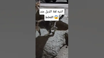 انتبه لغة الذيل عند القطط 