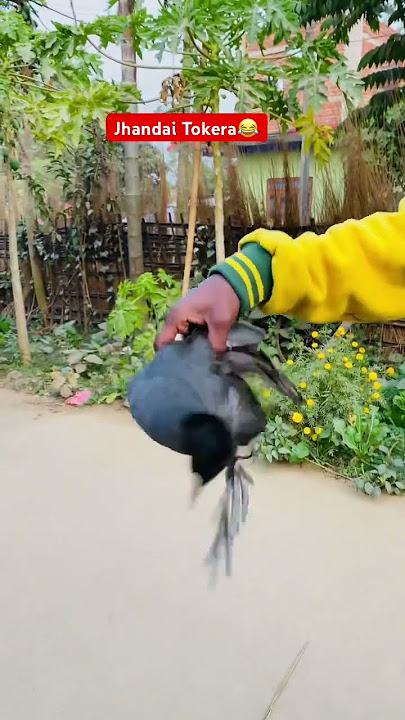 Jungle's Duck🦆 #goodmorning #krisammomvlog #youtubeshorts #ytshorts @krisammomvlog