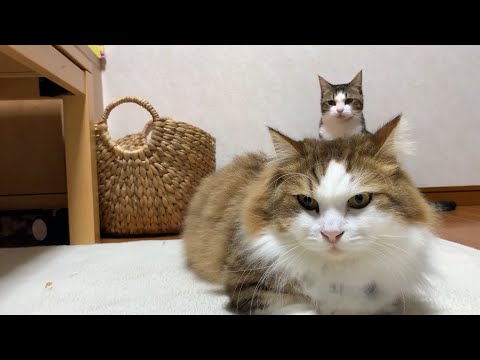 クスっと笑えるひのき猫短編集 Part13