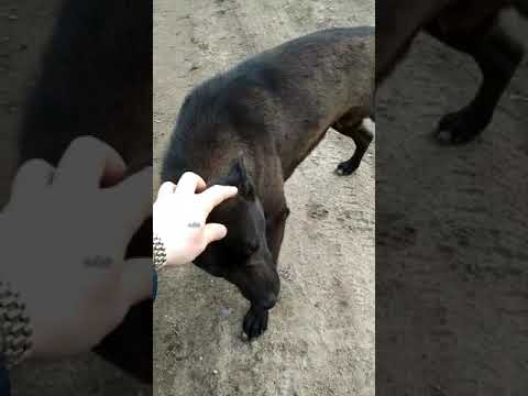 #sHorts Бездомные собаки друзья!