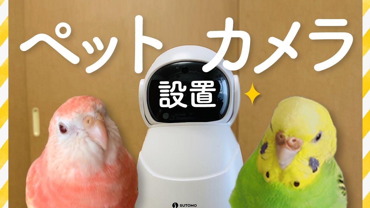 ダニがいる インコのケージは清潔に 月に一度は熱湯消毒 No Inko No Life